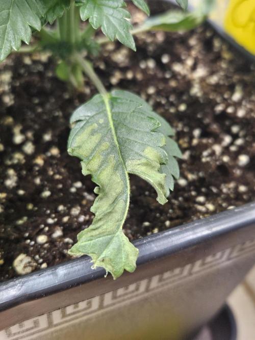 Inside_growlab