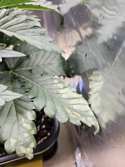 Inside_growlab