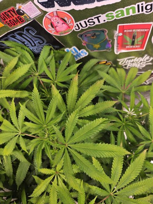 Inside_growlab