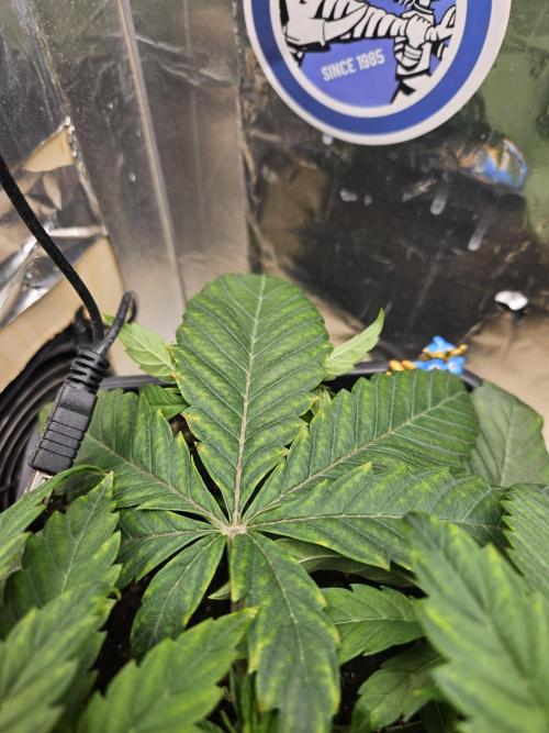 Inside_growlab