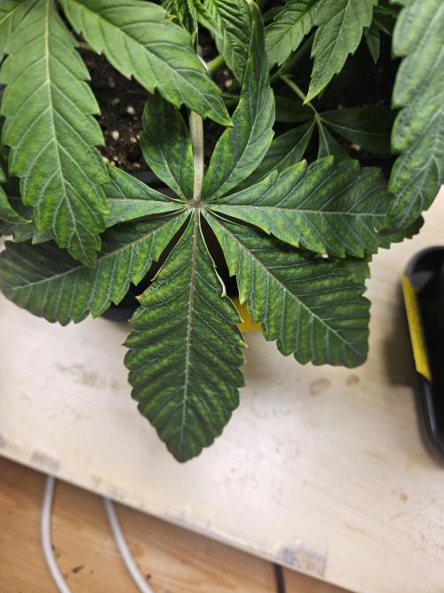Inside_growlab