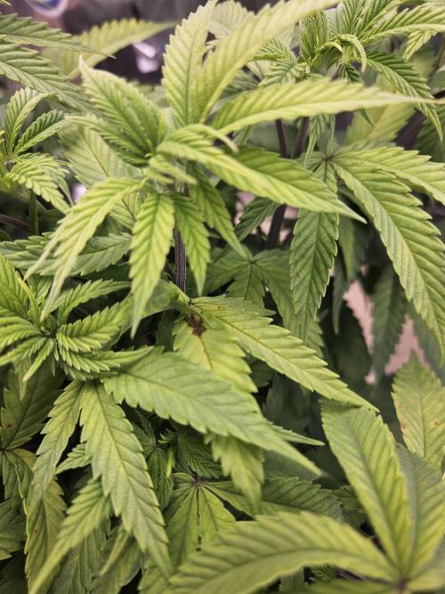 Inside_growlab