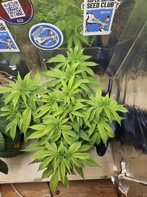 Inside_growlab
