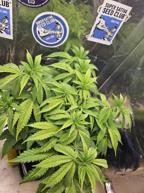 Inside_growlab