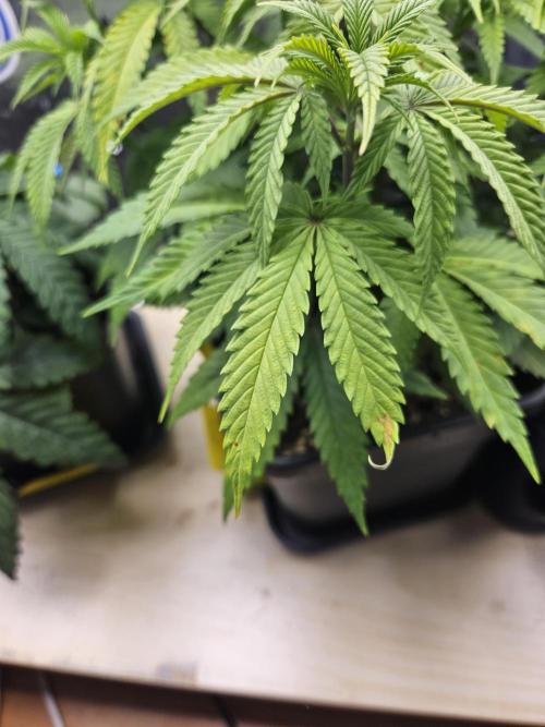 Inside_growlab