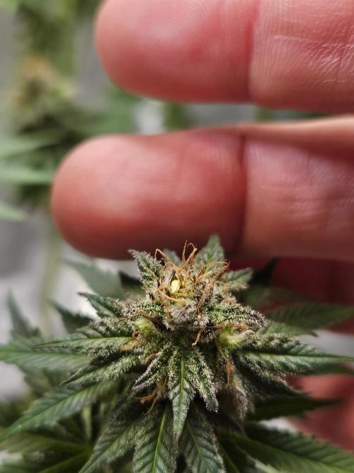 Inside_growlab