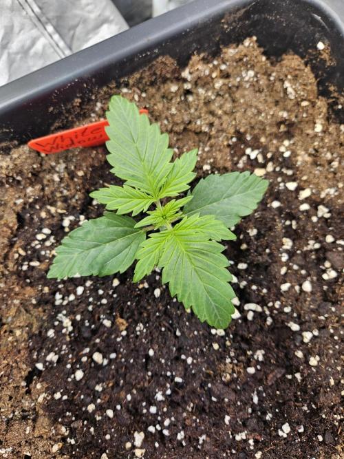 White Widow Auto. Week 2