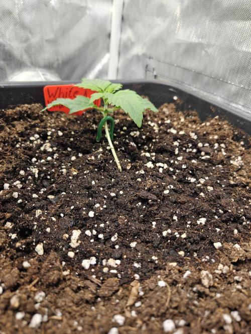 White Widow Auto. Week 2