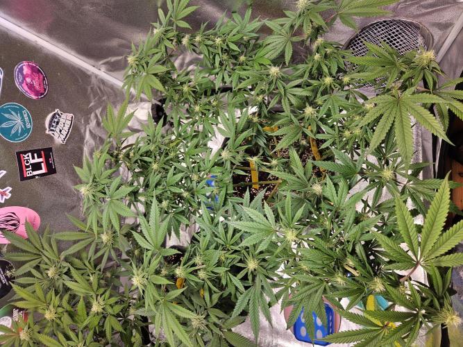 Lemon Shining Silver Haze 2. Run. Week 12