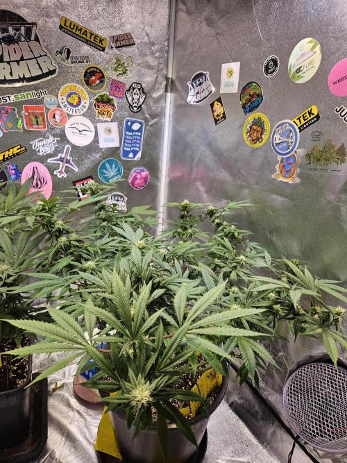 Lemon Shining Silver Haze 2. Run. Week 12