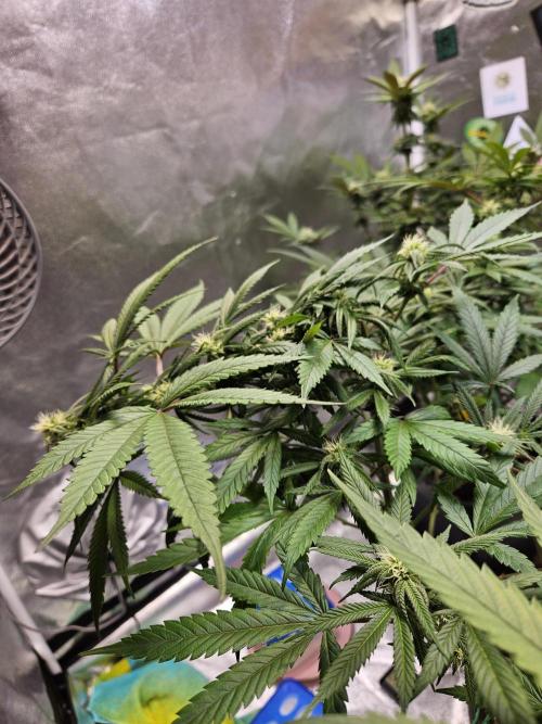 Lemon Shining Silver Haze 2. Run. Week 12