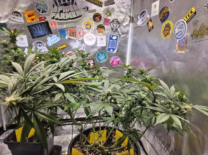 Lemon Shining Silver Haze 2. Run. Week 12