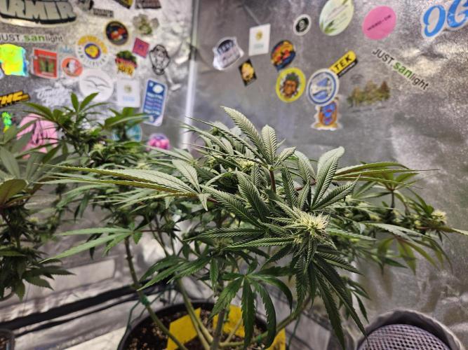 Lemon Shining Silver Haze 2. Run. Week 12