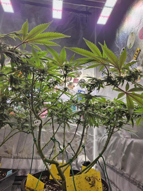 Lemon Shining Silver Haze 2. Run. Week 12