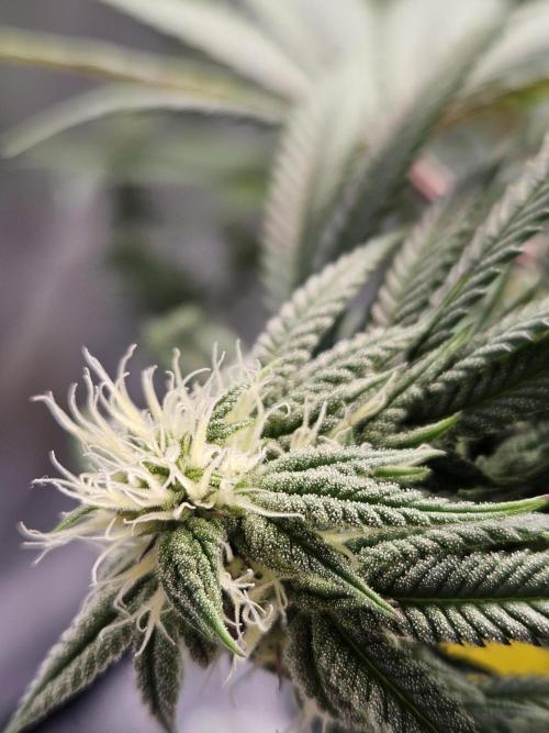 Lemon Shining Silver Haze 2. Run. Week 12