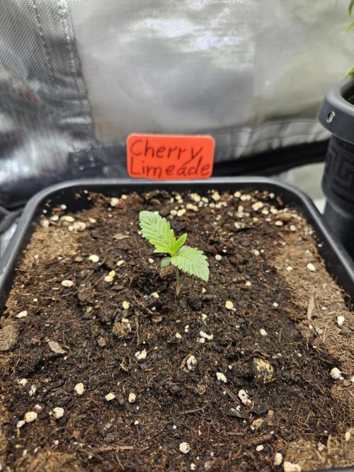 Cherry Limeade 2.. Week 1