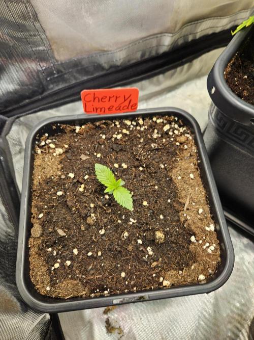 Cherry Limeade 2.. Week 1