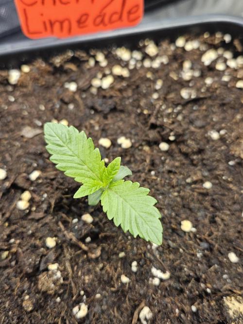 Cherry Limeade 2.. Week 1