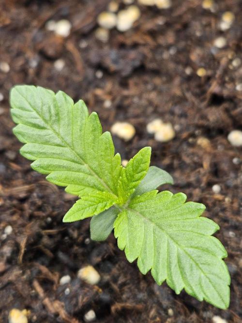 Cherry Limeade 2.. Week 1