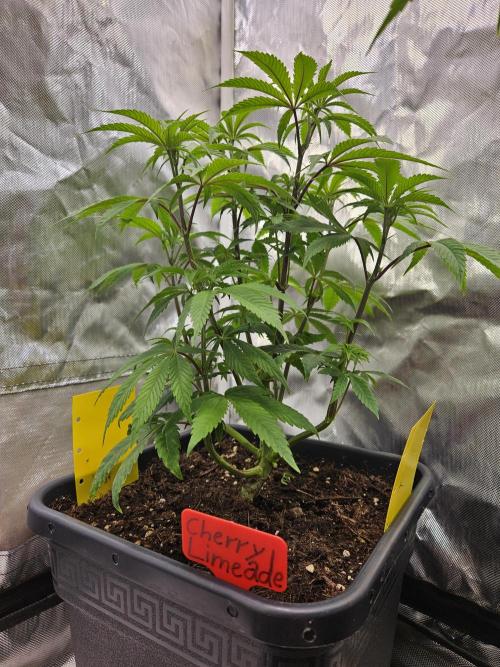 Cherry Limeade. Week 6