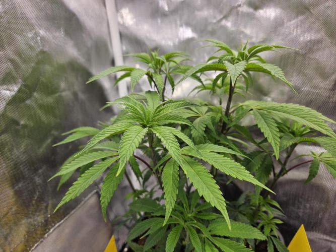 Cherry Limeade. Week 6