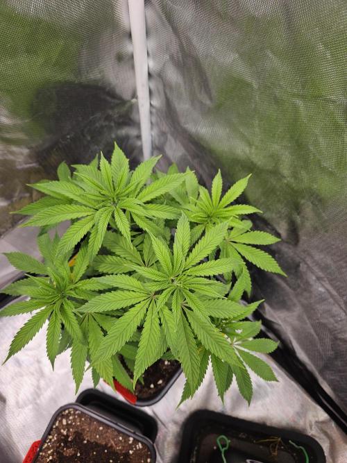 Cherry Limeade. Week 6