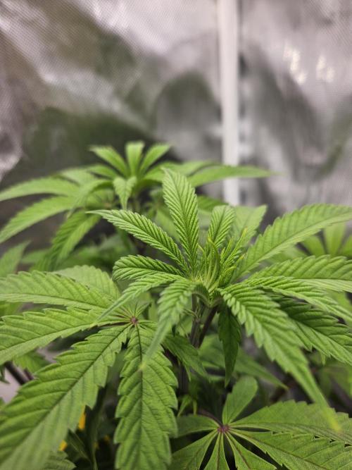 Cherry Limeade. Week 6