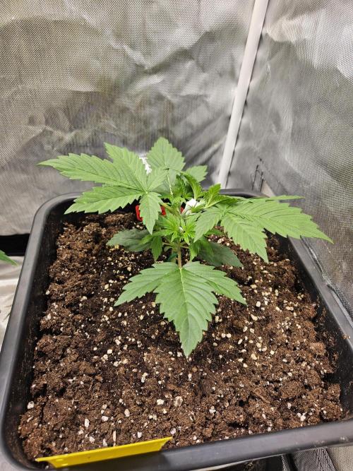 White Widow Auto. Week 3