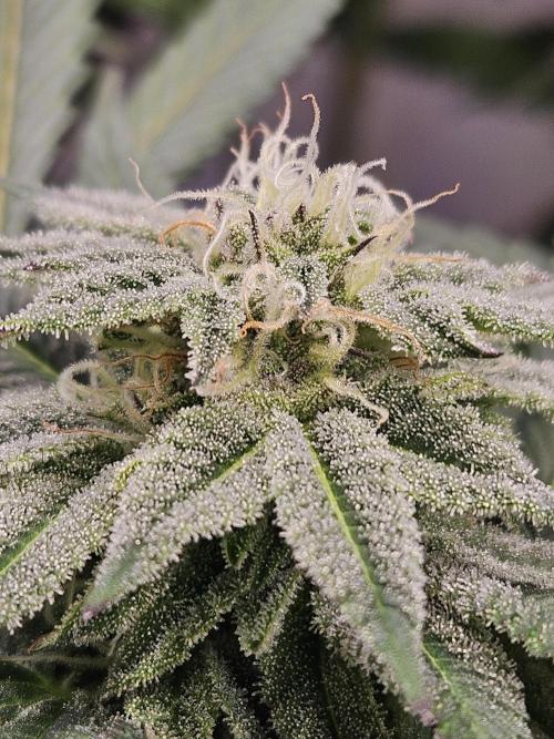 White Runtz. Week 13