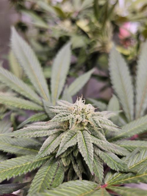 White Runtz. Week 13