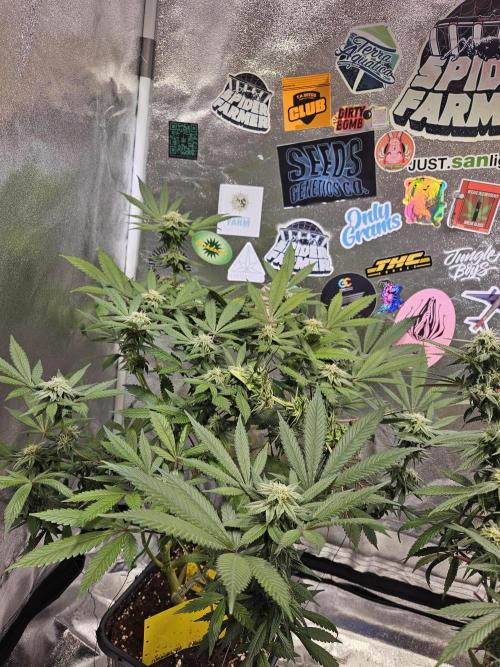 White Runtz. Week 13