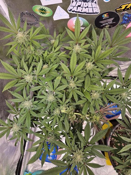 White Runtz. Week 13