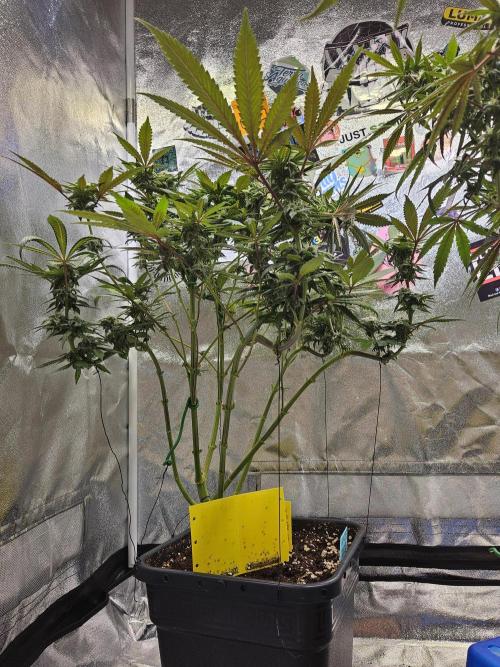 White Runtz. Week 13