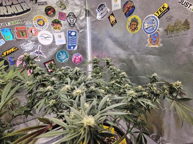 Lemon Shining Silver Haze 2. Run. Week 13