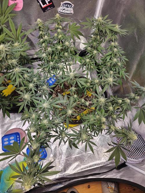 Lemon Shining Silver Haze 2. Run. Week 13