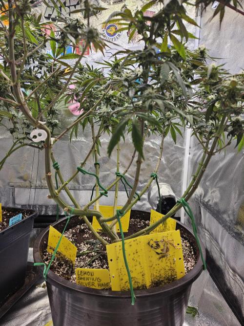 Lemon Shining Silver Haze 2. Run. Week 13