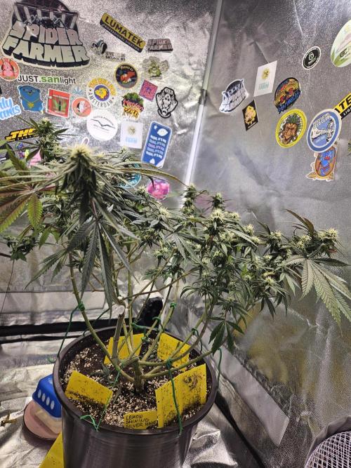 Lemon Shining Silver Haze 2. Run. Week 13