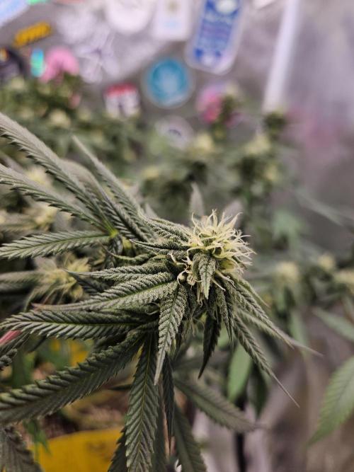 Lemon Shining Silver Haze 2. Run. Week 13