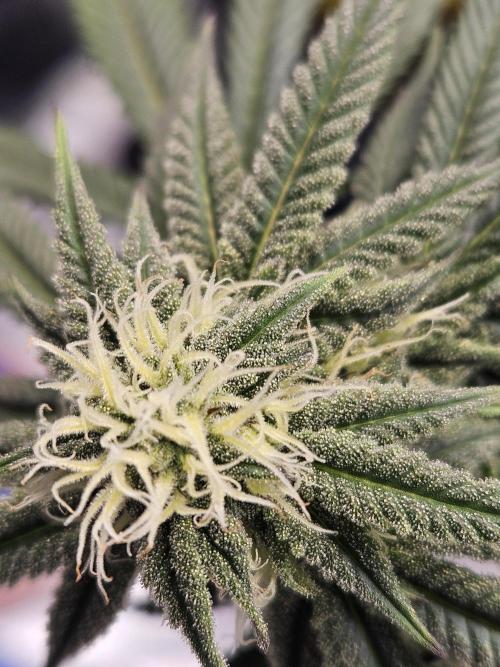 Lemon Shining Silver Haze 2. Run. Week 13