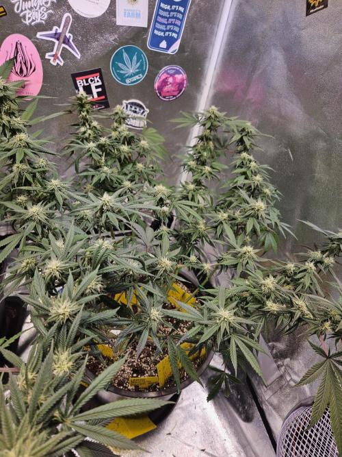 Lemon Shining Silver Haze 2. Run. Week 13