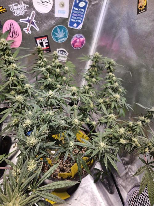 Lemon Shining Silver Haze 2. Run. Week 13