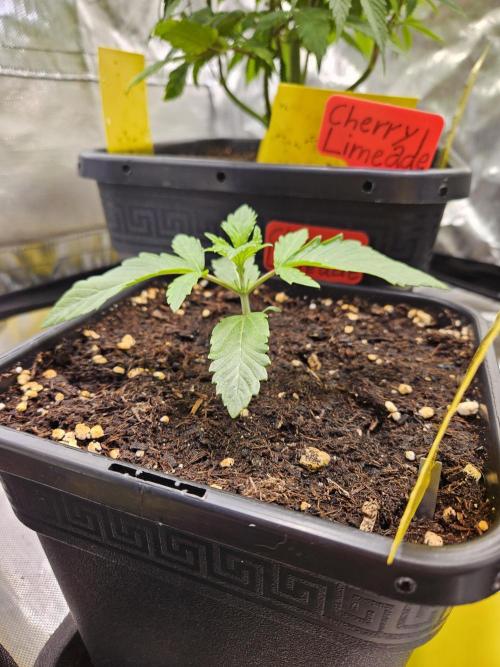 Cherry Limeade 2.. Week 2