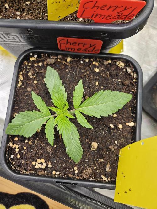 Cherry Limeade 2.. Week 2