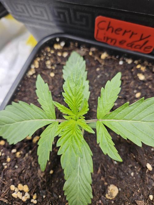 Cherry Limeade 2.. Week 2