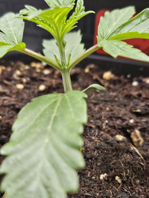 Cherry Limeade 2.. Week 2