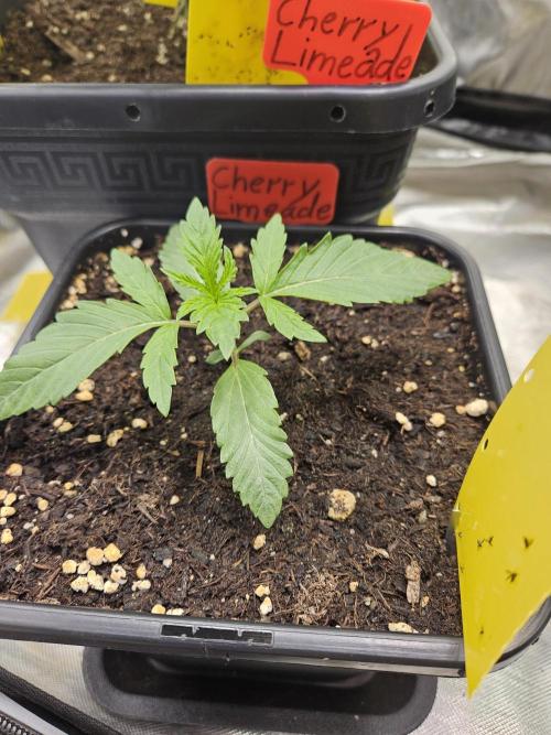 Cherry Limeade 2.. Week 2