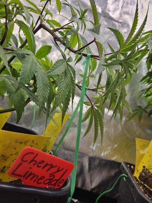 Cherry Limeade. Week 7