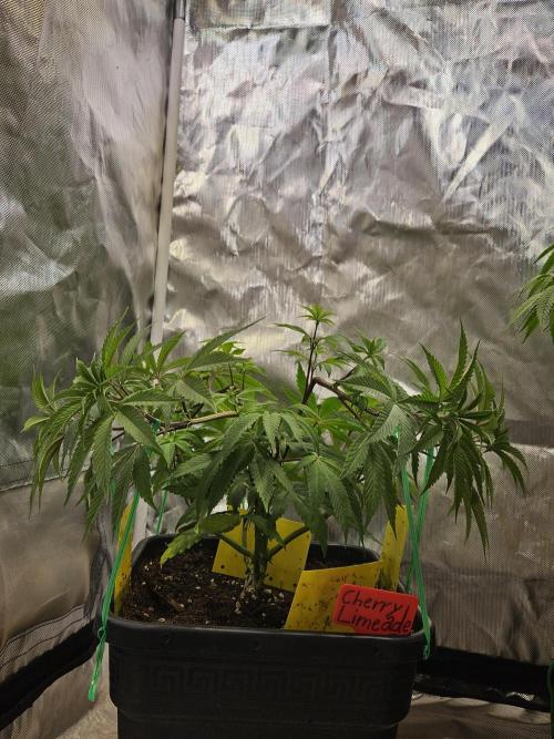 Cherry Limeade. Week 7