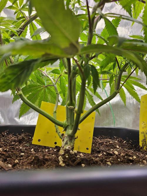 Cherry Limeade. Week 7