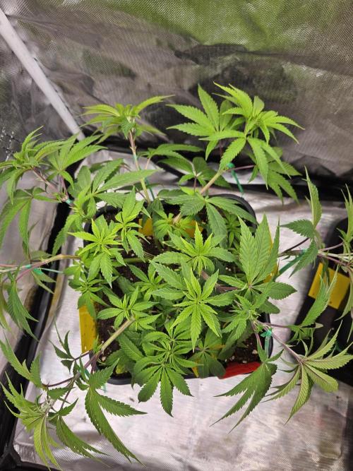 Cherry Limeade. Week 7